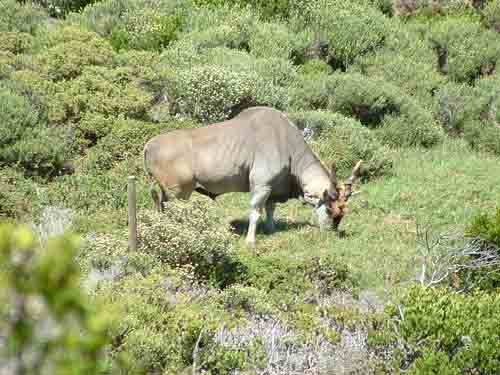  Eland